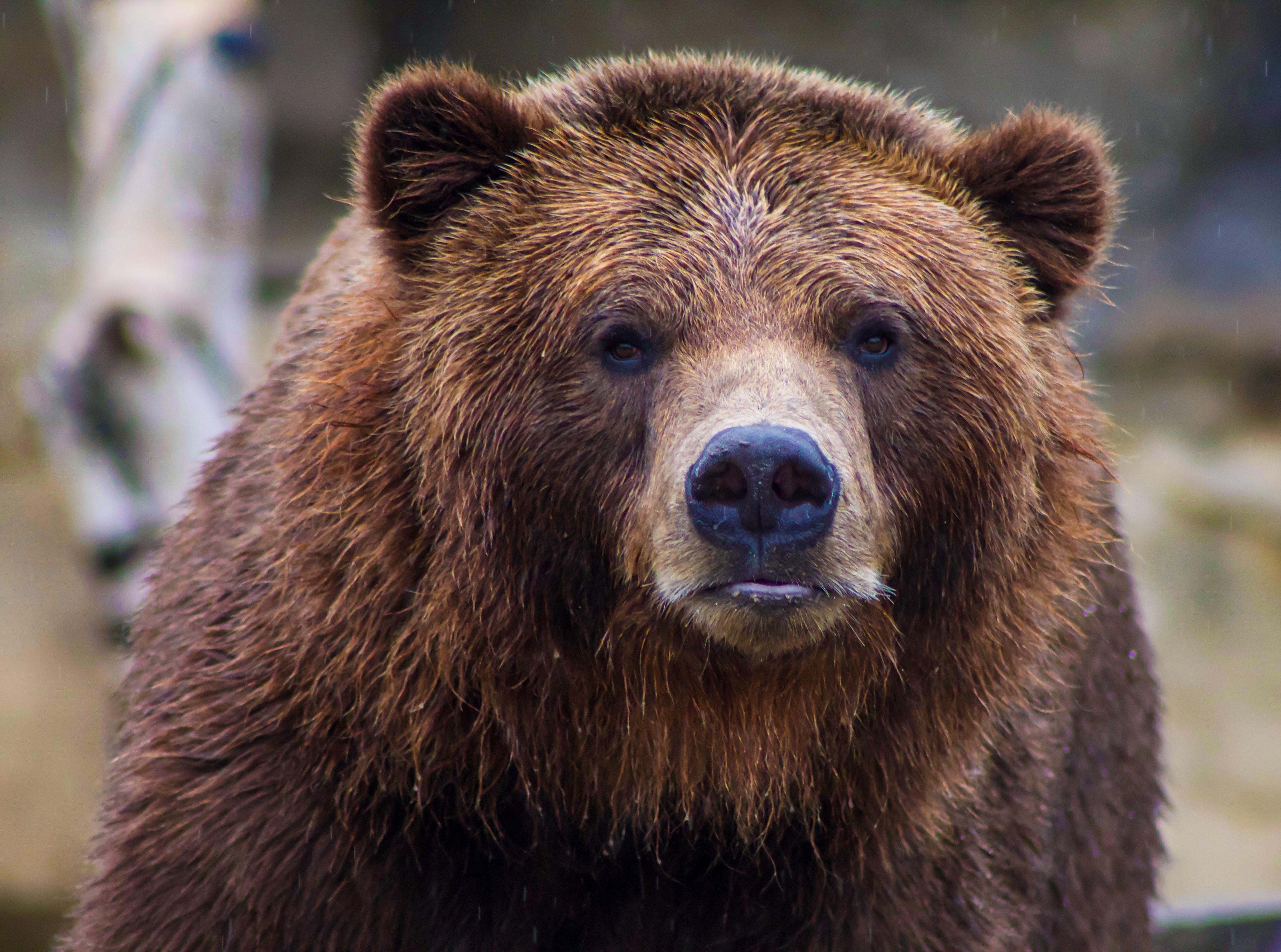 How Long Does A Bear Market Last?